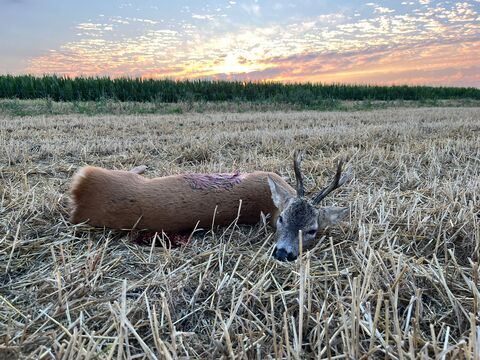 Roe buck hunting near Szolnok