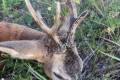 Roe buck hunting near Szolnok