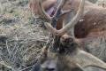 Roe buck hunting near Szolnok