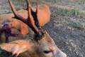 Roe buck hunting near Szolnok