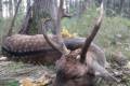 Abnormal fallow buck hunt in South - Hungary