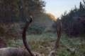 Abnormal fallow buck hunt in South - Hungary
