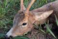 Roe buck hunting near Lake Balaton (Siófok)
