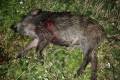 Wild boar and female deer hunting in West - Hungary