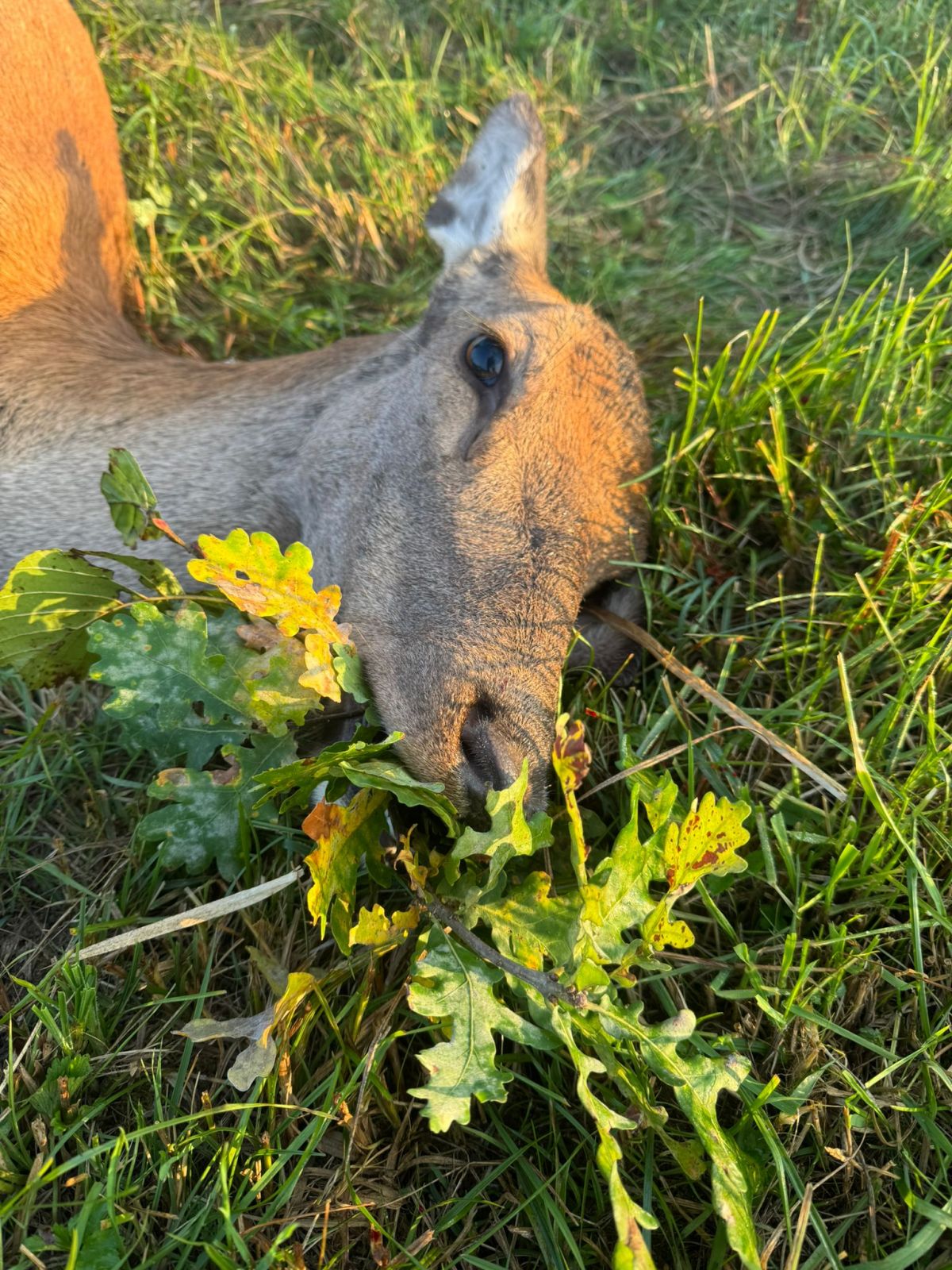 Wild boar and female deer hunting in West - Hungary