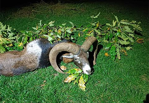 Mouflon ram hunting in North- Hungary (fenced area - 300 ha)