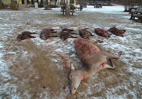 Package offer for friends in West-Hungary (National forestry)