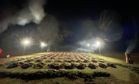 Driven hunt in South - Hungary