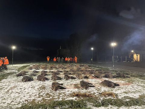 Driven hunt near Austrian border
