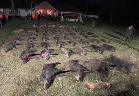 Driven hunt in Somogy county