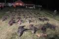 Driven hunt in Somogy county