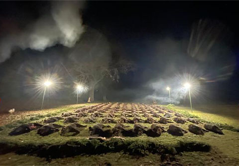 Driven hunt in South - Hungary