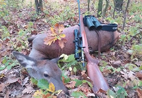 Female deer and wild boar hunting in famous Kaszó