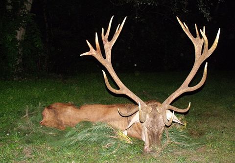 Red stag hunting in Middle - Hungary (Forestry area)