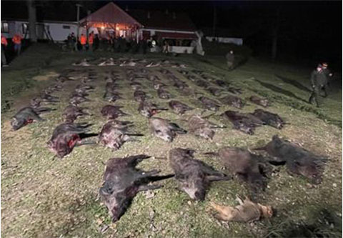 Driven hunt in Somogy county