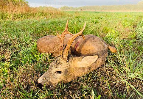 Roe buck hunting with fixed prices (Kiskunmajsa)