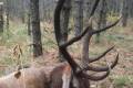 Red stag hunting in Middle - Hungary (Forestry area)