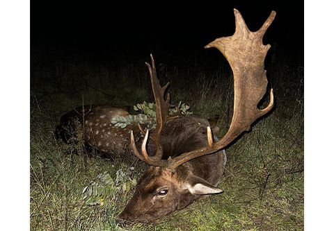 Fallow deer hunting near Budapest - Fallow bucks about 3,0 - 3,5 kg