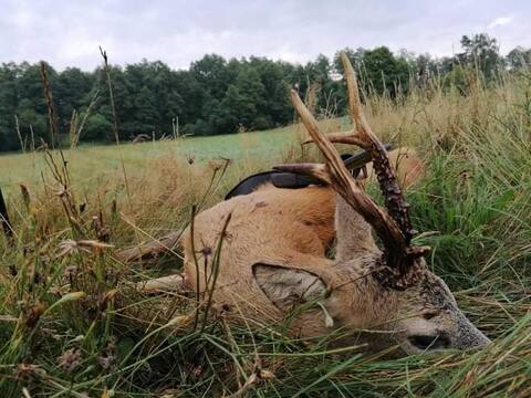 Roe buck hunting Poland I.