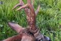 Roe buck hunting Poland I.
