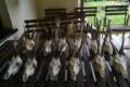 Roe buck hunting Poland I.