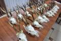 Roe buck hunting Poland I.