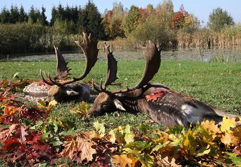 Fallow buck package hunting in East - Hungary (Lónya)