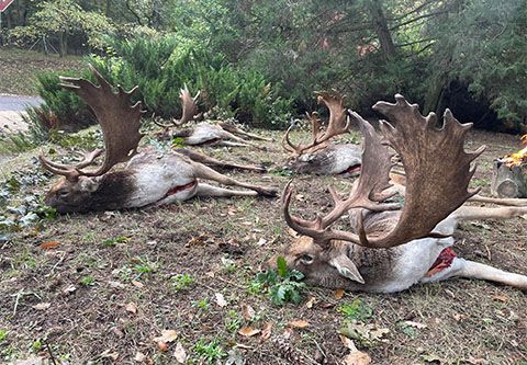 Fallow buck hunt in West - Hungary
