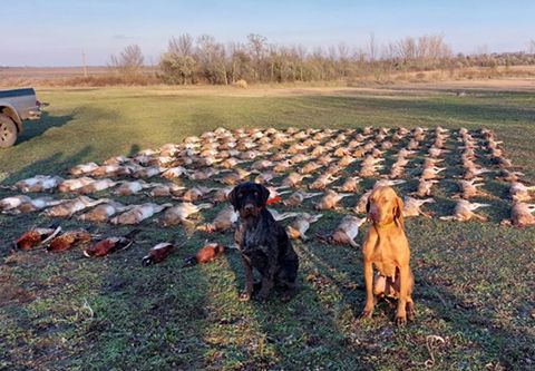 Small game hunting near Szolnok