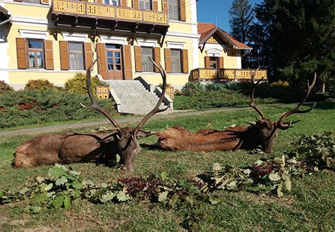 Red stag package offer in South - Hungary
