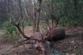 Red stag hunting in Middle - Hungary (Forestry area)