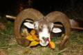 Mouflon ram hunting in North - Hungary (Forestry area)