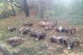 Mouflon ram hunting in North - Hungary (Forestry area)