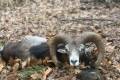 Mouflon ram hunting in the Vértes Mountain