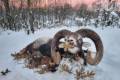 Mouflon ram hunting in the Vértes Mountain