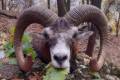 Mouflon ram hunting in the Vértes Mountain