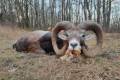 Mouflon ram hunting in the Vértes Mountain