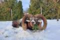 Mouflon ram hunting in the Vértes Mountain