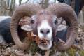 Mouflon ram hunting in the Vértes Mountain