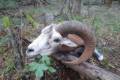 Mouflon ram hunting in the Vértes Mountain