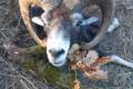 Mouflon ram hunting in the Vértes Mountain