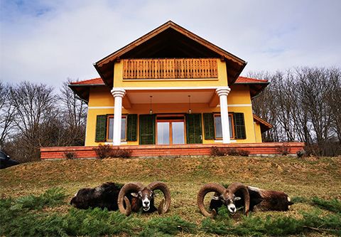 Mouflon ram hunting in West - Hungary (Privat area - fenced area 700 ha)