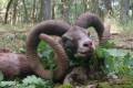 Mouflon ram hunting in Bakony Mountain