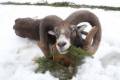 Mouflon ram hunting in Bakony Mountain