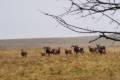 Mouflon ram hunting in West - Hungary (Privat area)