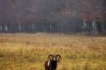 Mouflon ram hunting in West - Hungary (Privat area)