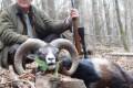 Mouflon ram hunting in West - Hungary (Privat area)