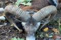 Mouflon ram hunting in West - Hungary (Privat area)
