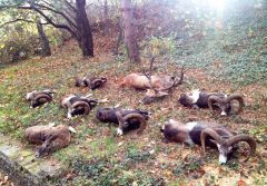 Mouflon hunting