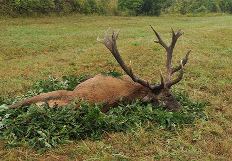 Red stag hunting in West - Hungary